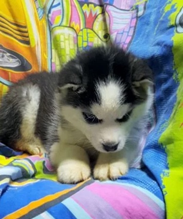 looking for siberian husky puppy