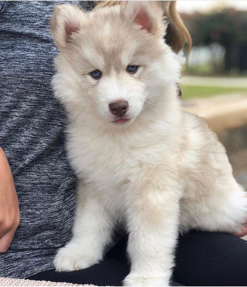 Available Puppies – Siberian Husky Puppies For Sale